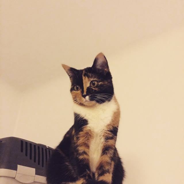 Koty po adopcji i po przejściach muszą na nowo zacząć ufać ludziom.