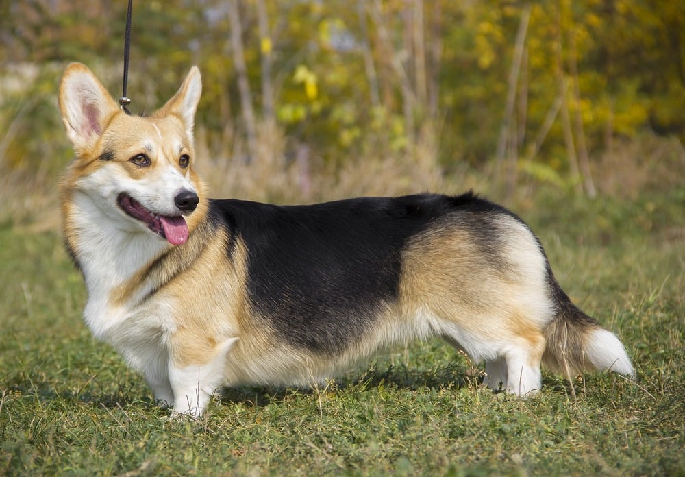 Welsh corgi cardigan o umaszczeniu tricolor. Widać jego długi tułów i duże uszy. Pies spogląda w dal z lekko rozwartym pyszczkiem