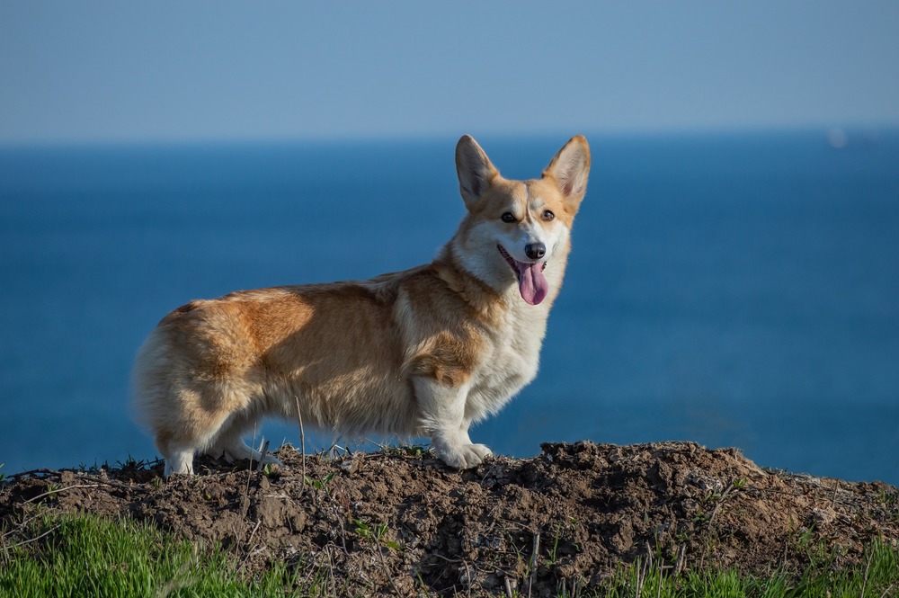 Welsh Corgi pembroke stoi na skarpie na tle oceanu. Ma krótkie łapki i długi tułów.