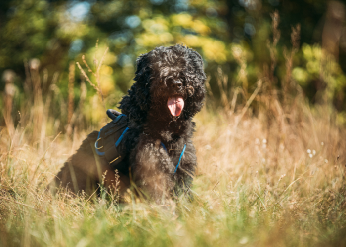 Bouvier des Flandres nie strzyżony szybko zarasta.