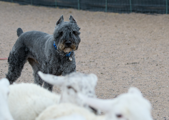 Bouvier des Flandres wytrymowany i wystrzyżony.