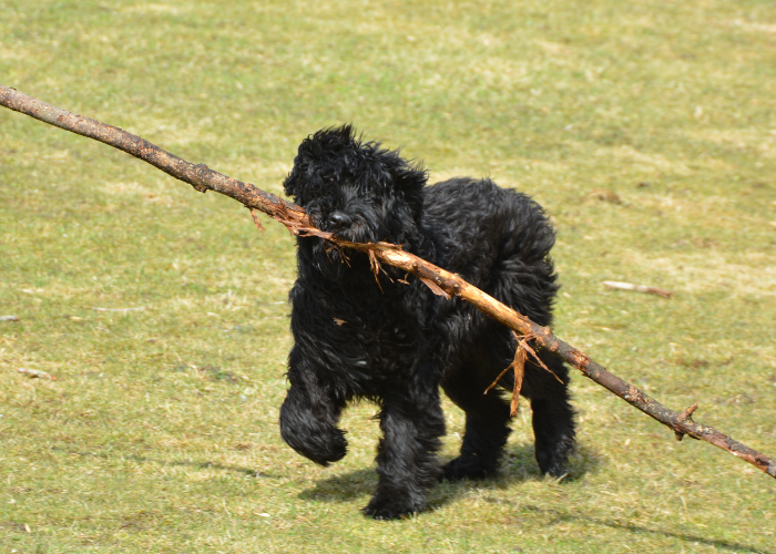 Zabawa Bouvier des Flandres.
