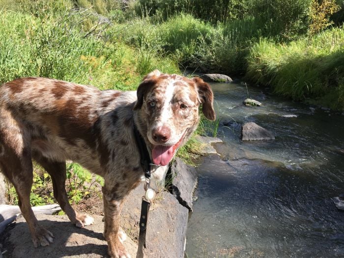 Catahoula Leopard Dog nad rzeką.