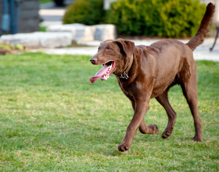 Chesapeake bay retriever.