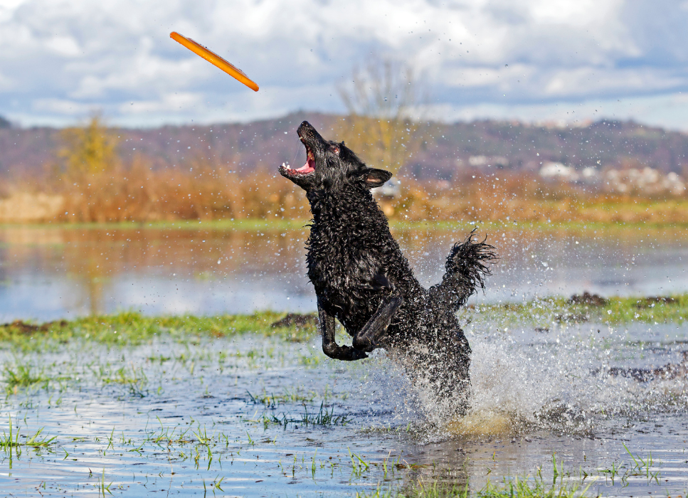 Owczarek chorwacki bawi się.