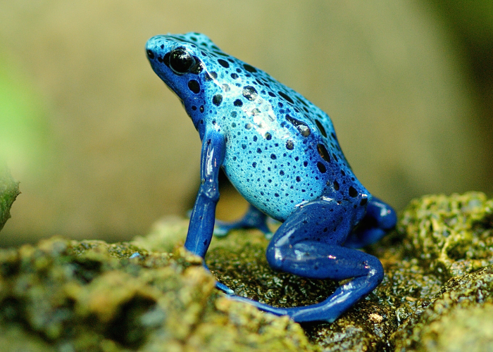Dendrobates azureus.