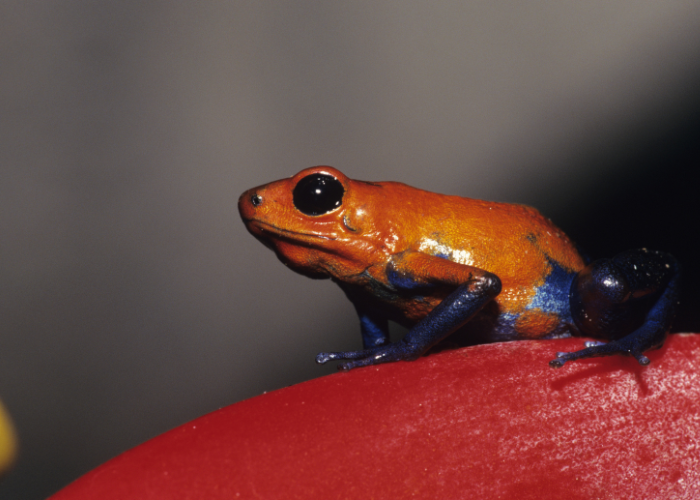 Dendrobates pumilio.