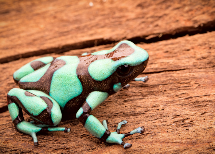 Dendrobates auratus.