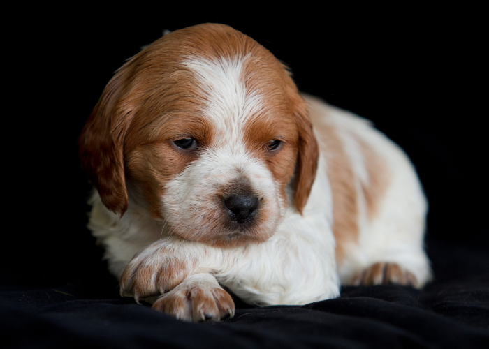 Szczeniak spaniela bretońskiego.