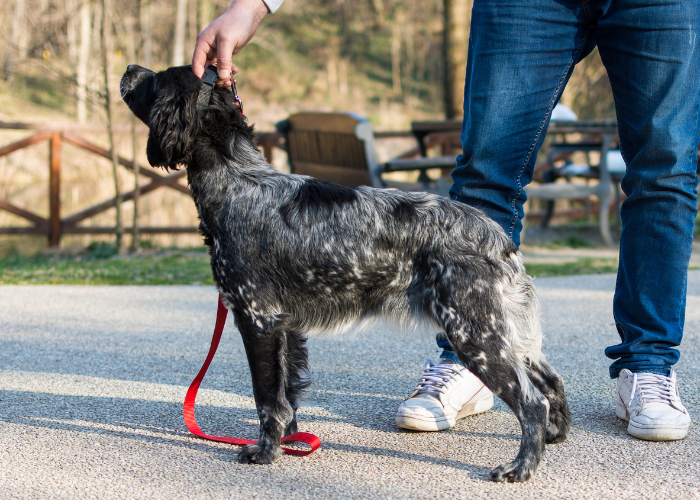 Epagneul breton na wystawie psów.