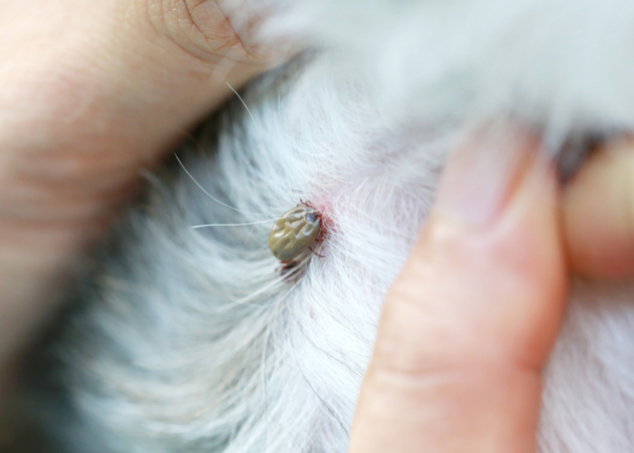 Erlichioza u psów zaczyna się rozwijać 24 godziny po wbiciu się kleszcza.