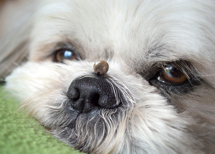 Ugryzienie kleszcza jest przyczyną erlichiozy u psów.
