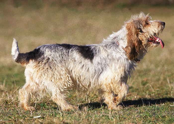 Grand basset griffon vendeen.