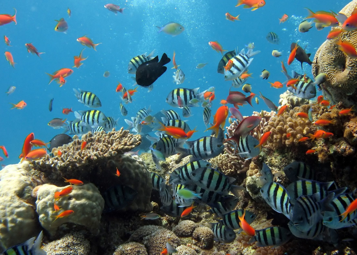 Jakie ryby razem w akwarium?