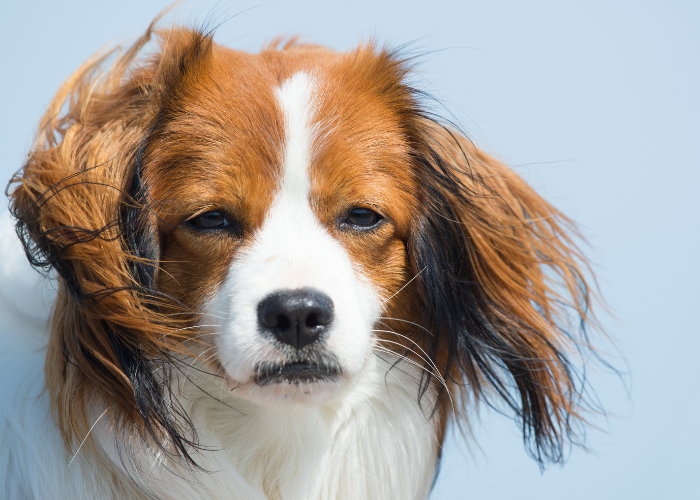 Kooikerhondje.