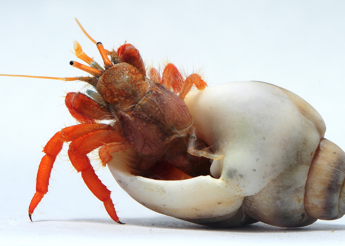 Krab pustelnik w muszli.
