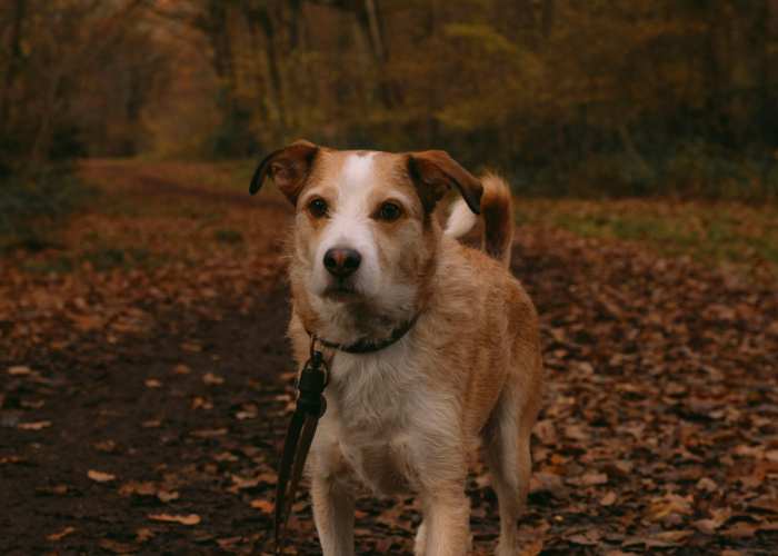 Pies Kromfohrländer to oddany pies rodzinny.