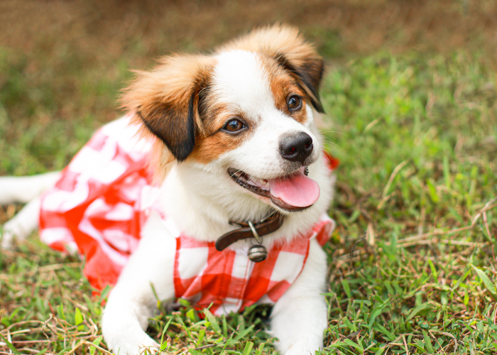 Szczeniak Kromfohrländer na spacerze.