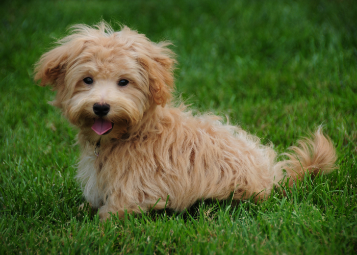 Maltipoo