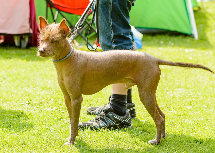 Nagi pies meksykański.