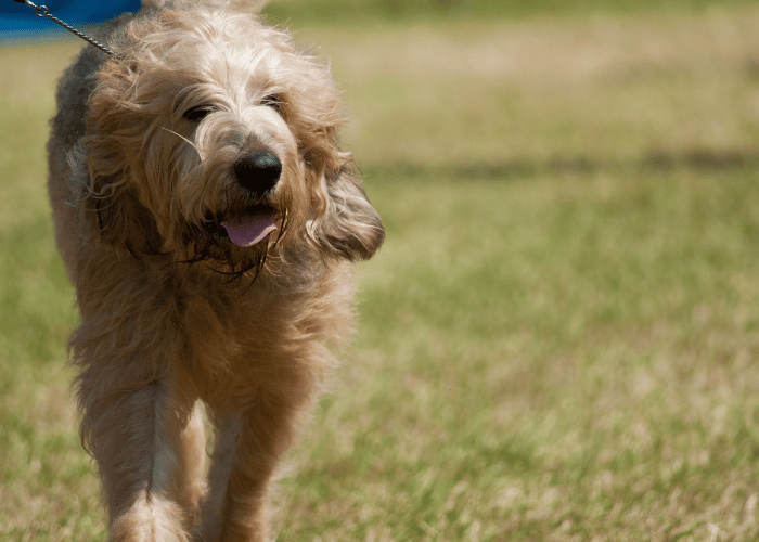 Otterhound dog.