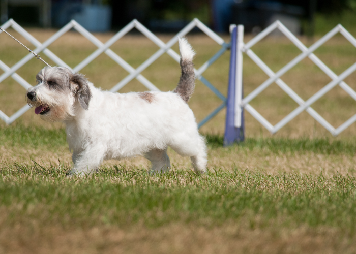 Mały basset gryfon wandejski.