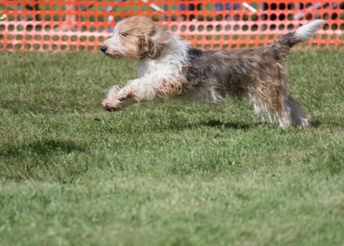 Petit basset griffon vendeen.