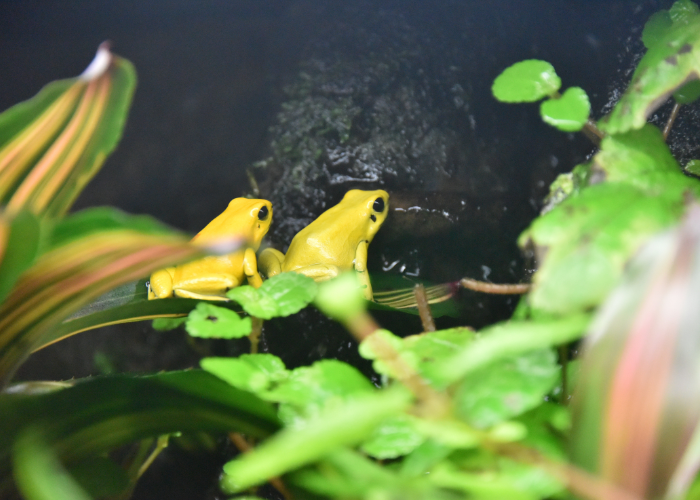 Phyllobates terribilis.
