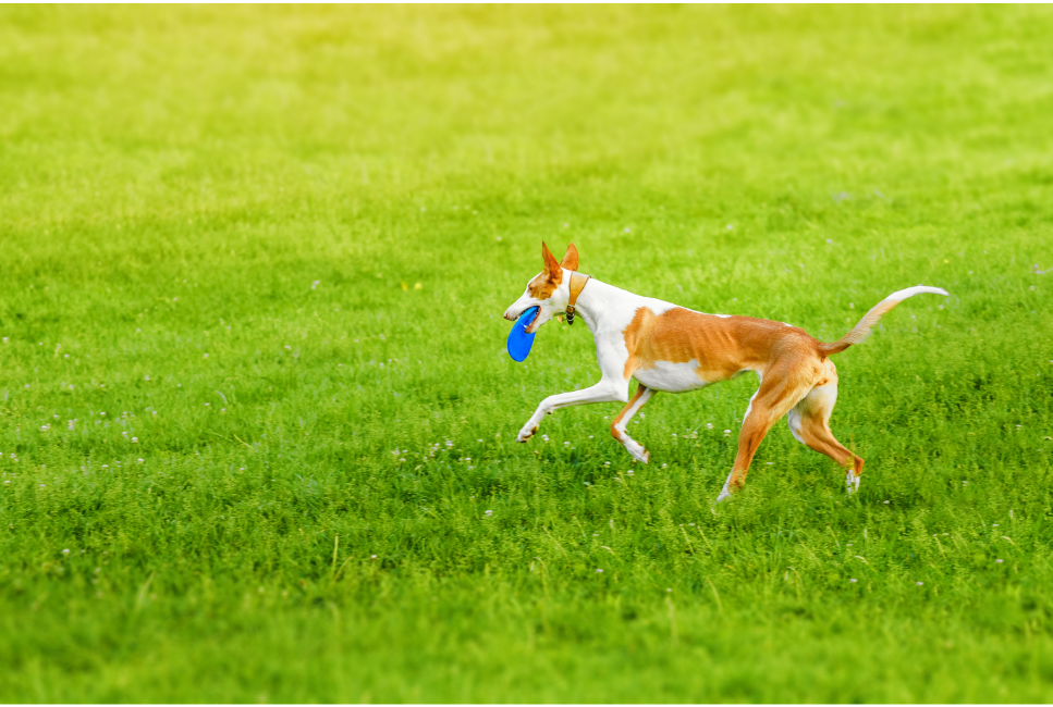Podenco z Ibizy aportuje frisbee.