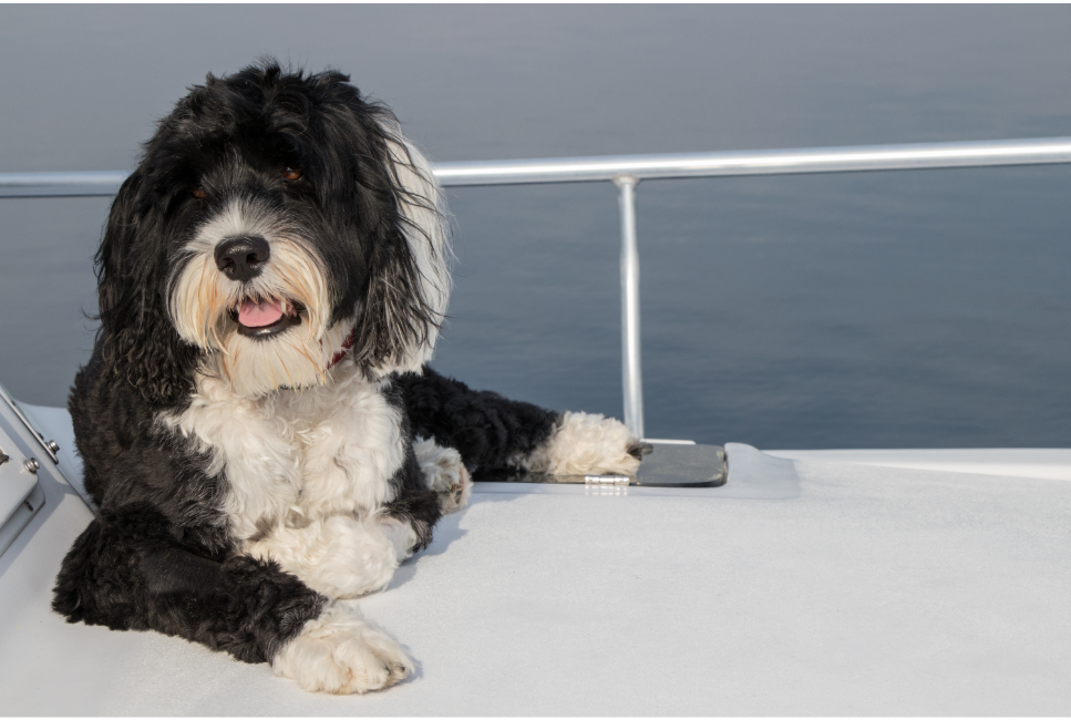 Portugalski pies dowodny.