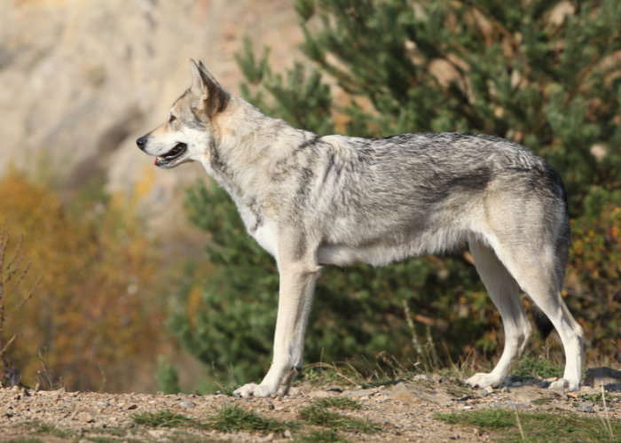 Jak wygląda Saarlooswolfhond?