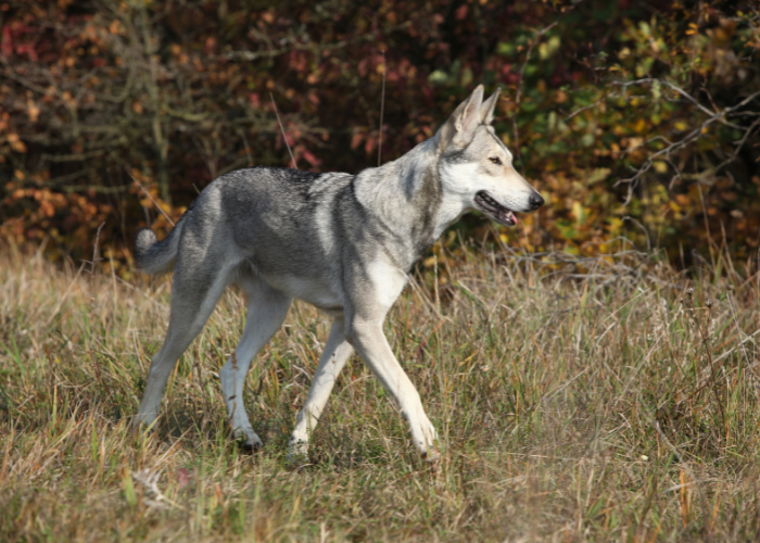Wilczak Saarlooswolfhond.