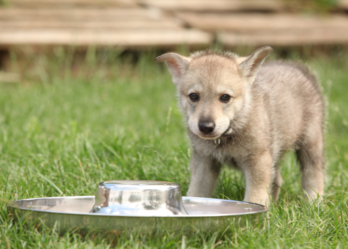 Szczeniak Saarlooswolfhond.