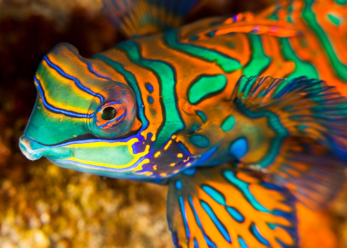 Mandaryn wspaniały.