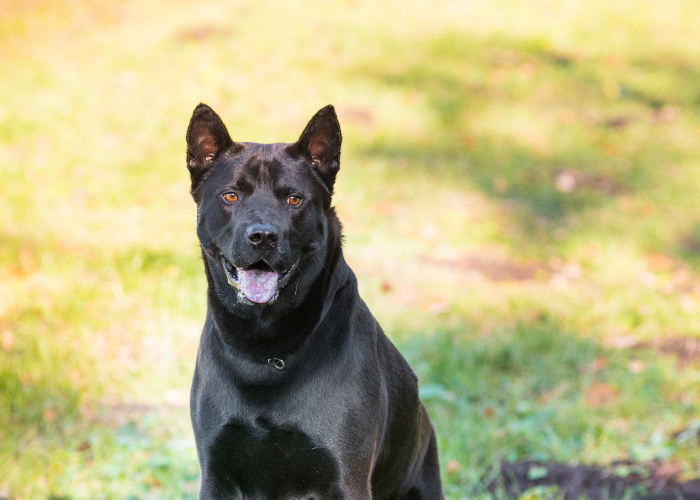 Thai ridgeback dog czarny.