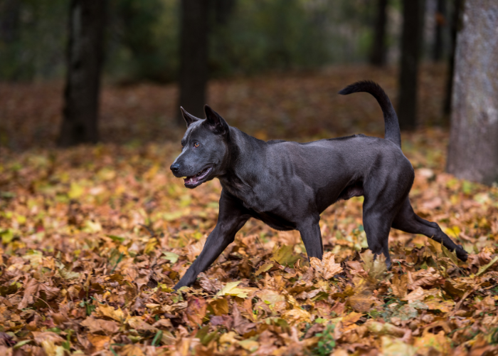 Thai ridgeback dog FCI
