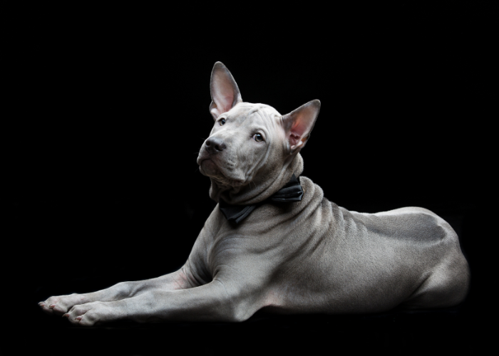 Thai ridgeback dog szczeniak.