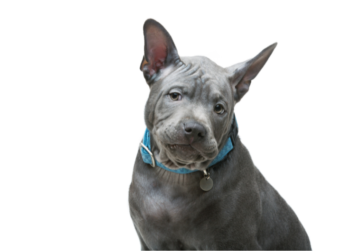 Szczeniak thai ridgeback dog.