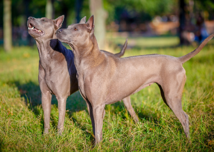 Thai ridgeback dogs