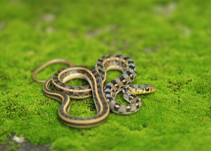 Wąż pończosznik.