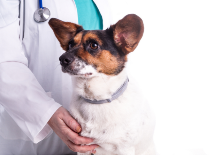 Pies z chorobą Addisona.