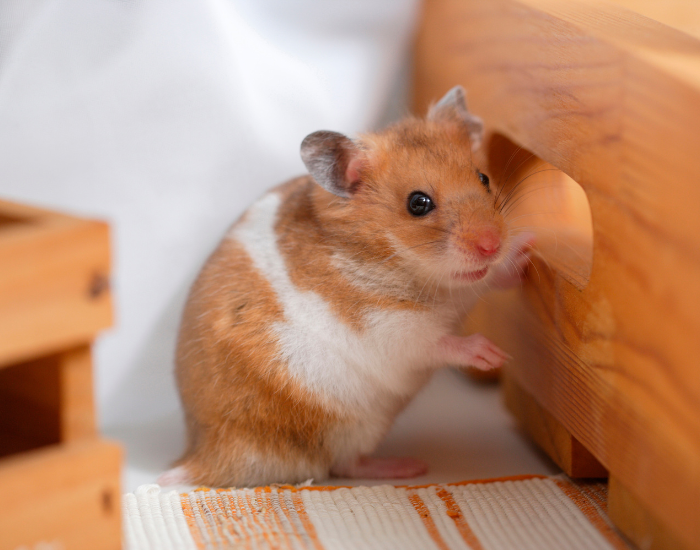 Przebieg adopcji chomika.