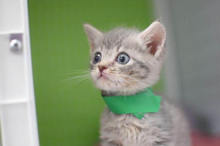 Kociak z ozdobną bandamką.
