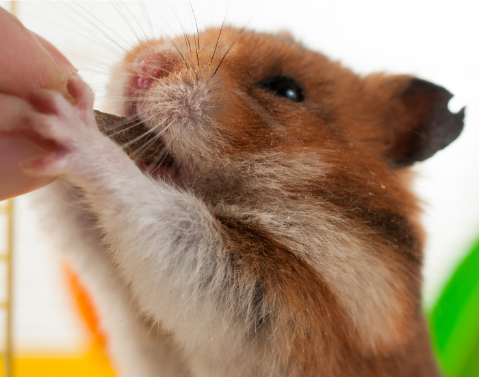 Jak wygląda adopcja chomika?