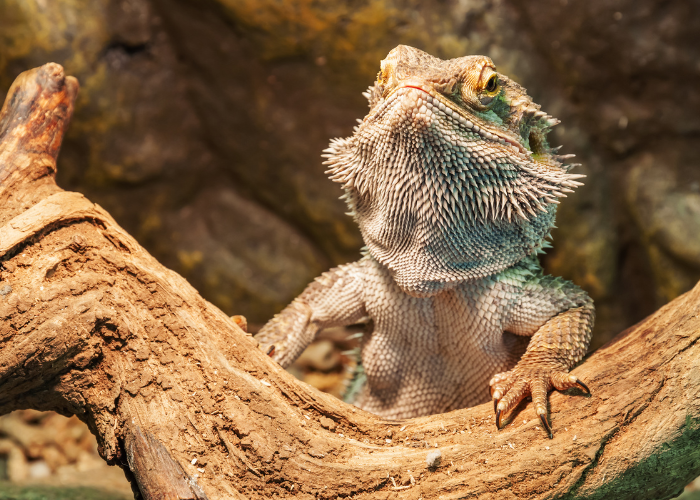 Agama kołnierzasta w terrarium.