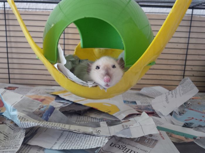 Szczur na zabawce w klatce.