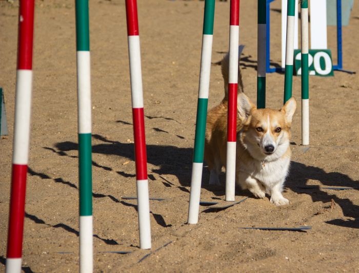 Corgi wykonujący slalom w agility.