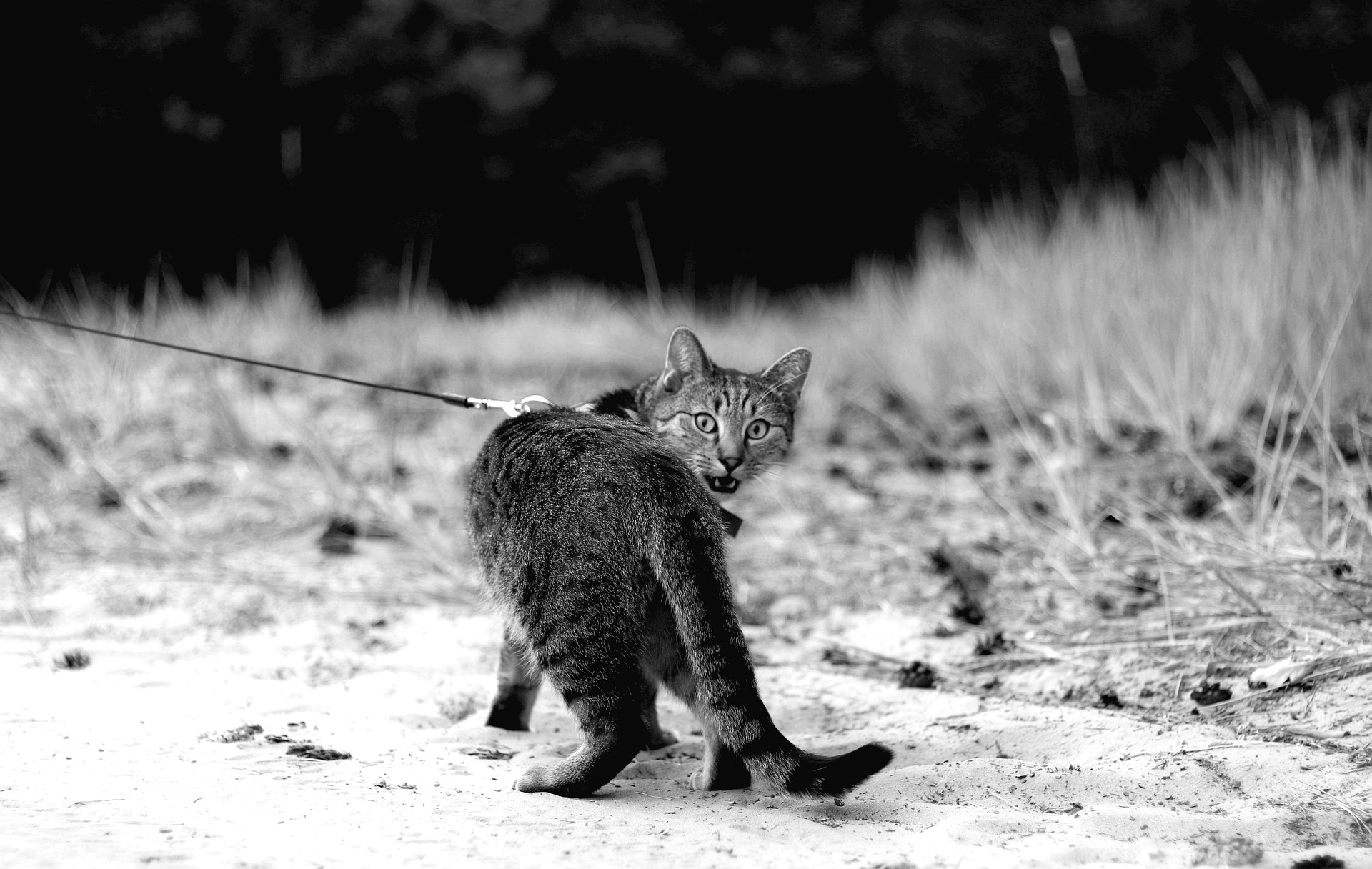 Nauka chodzenia kota na smyczy zawsze powinna zaczynać się w domu - na terenie bezpiecznym i pewnym. Akcesoria spacerowe zawsze powinny być na widoku, tak aby kot mógł się z nimi oswoić i przyzwyczaić. Po nauce zakładania smyczy i szelek należy kota nagrodzić.