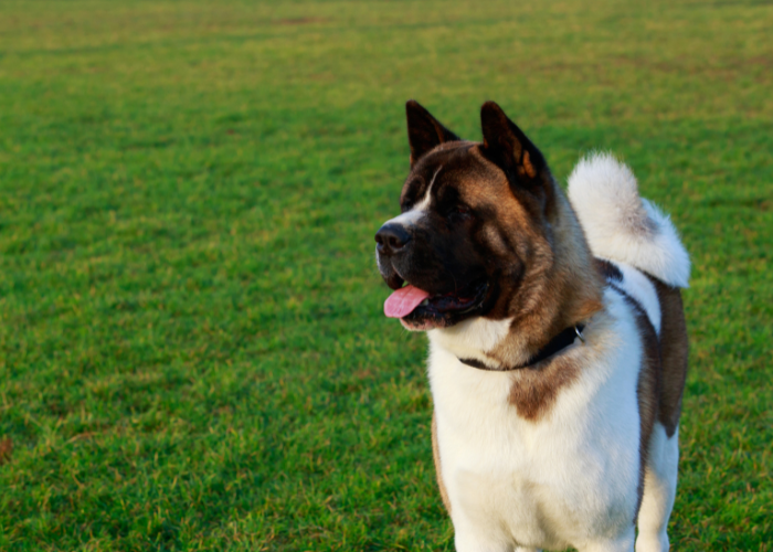 Biało-brązowa akita amerykańska.