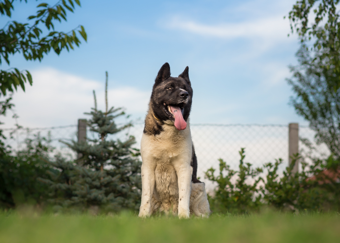 Akita amerykańska łaciata.